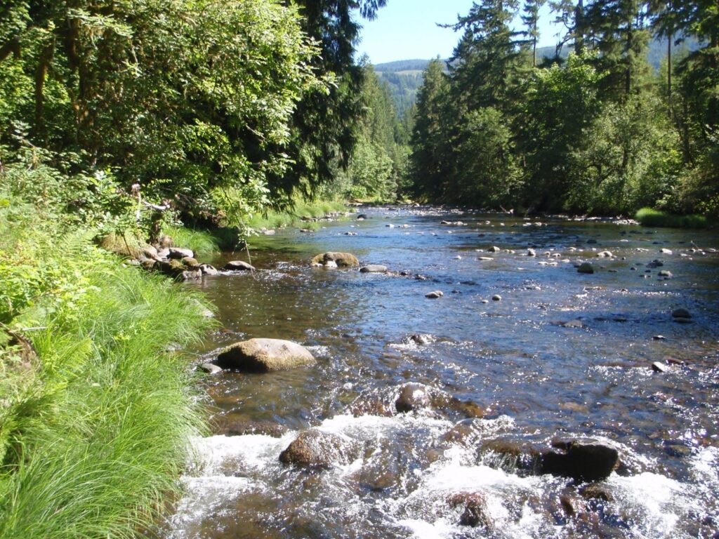 stream running through a wooded area