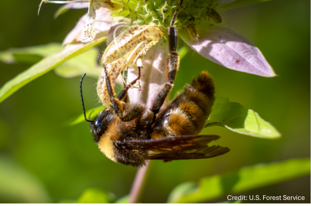 Bee on a flower